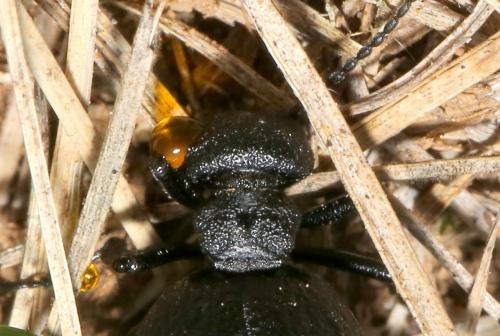 Meloe rugosus
